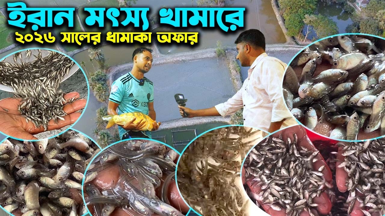 ইরান মৎস্য খামারে ২০২৬ সালে নতুন মাছের পোনার দাম | Ep-1038