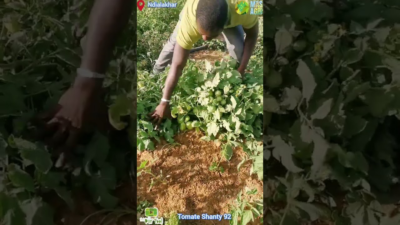 LCBT tomate shanty 92