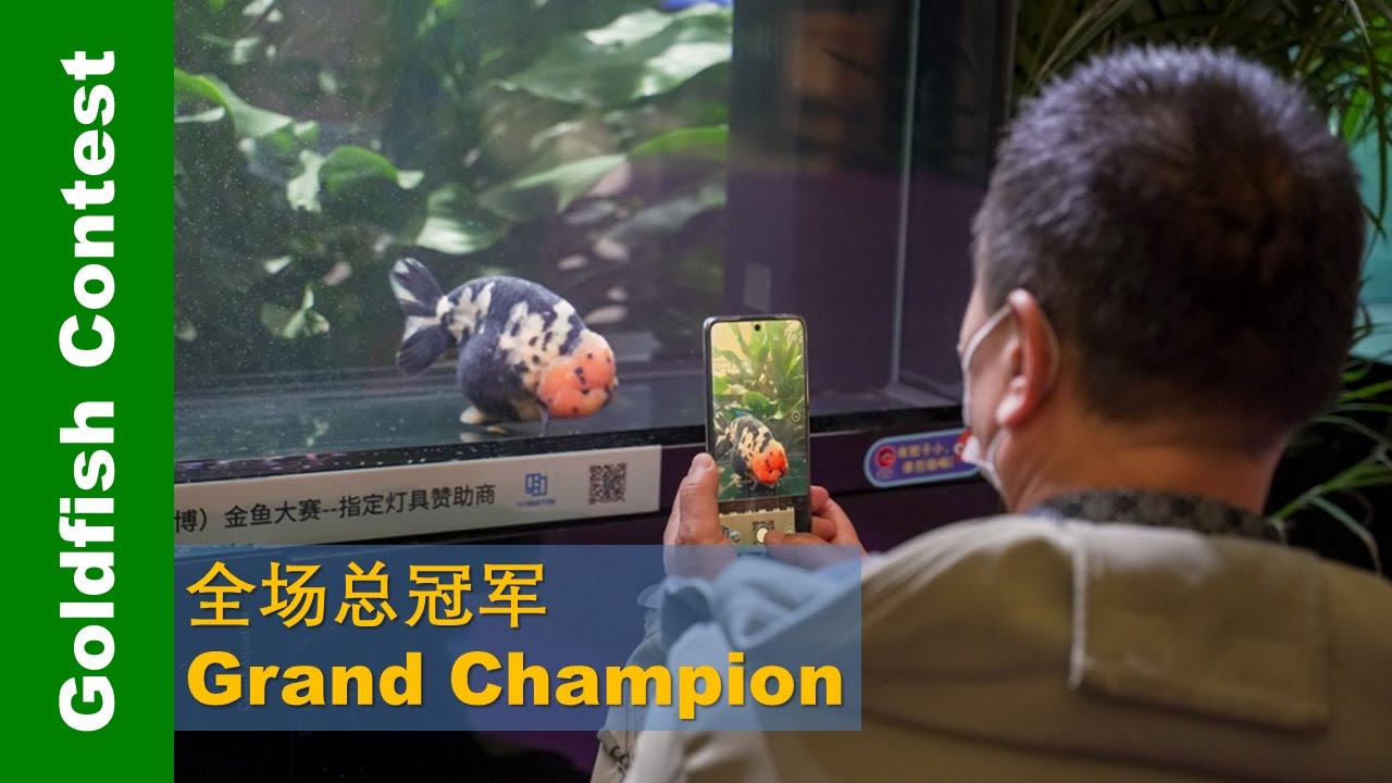 2021 Zibo Goldfish Contest #4: Grand Champion | 中国淄博金鱼大赛👉