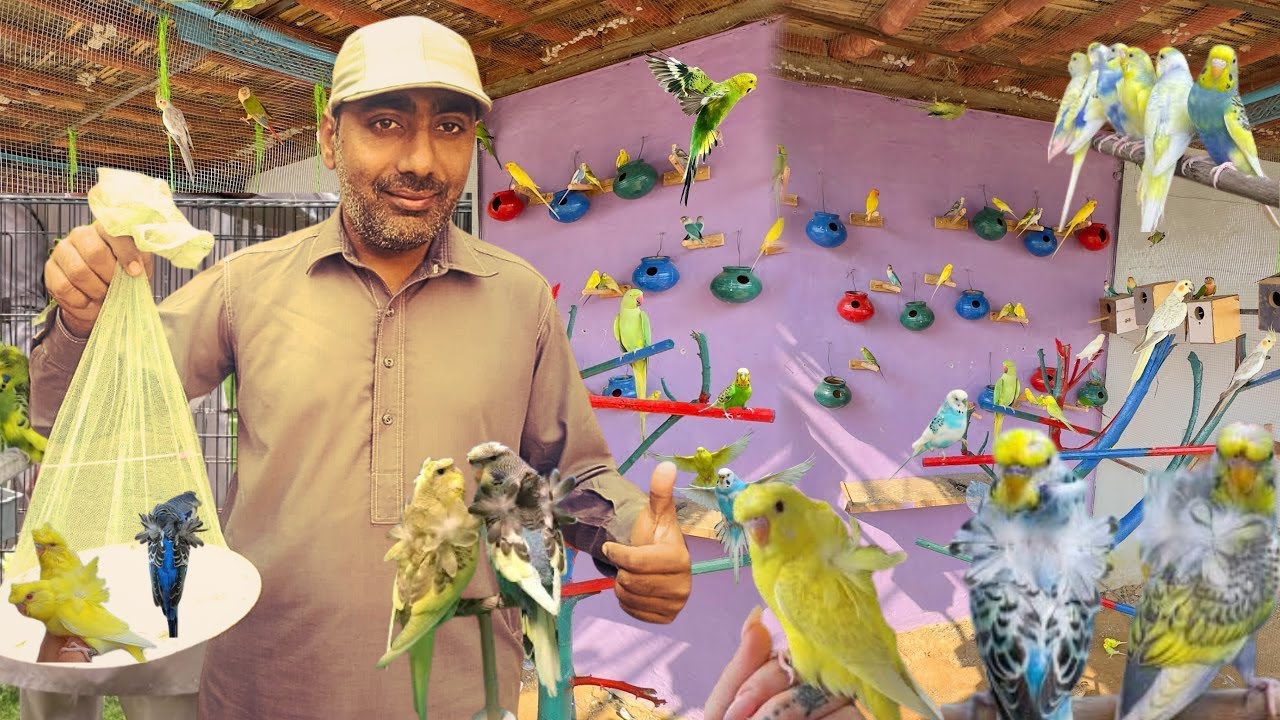 Hogoromo Double Flower Budgies Parrots Bhi Agaiy 🥰
