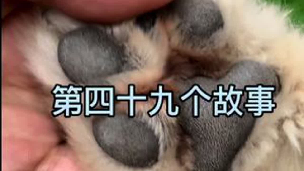 《稻香配狗 听完再走》#救助流浪狗 #流浪狗不再流浪 #不养狗不知道养狗的乐趣 #狗狗的心思都写在脸上了