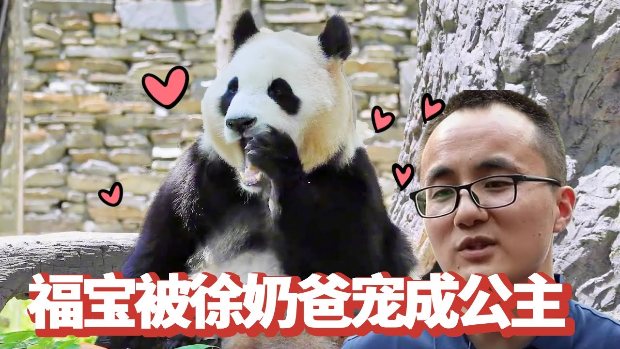徐奶爸喊福宝回家吃饭，福宝前一秒点头答应，转头继续趴着睡觉【追娱秀场】