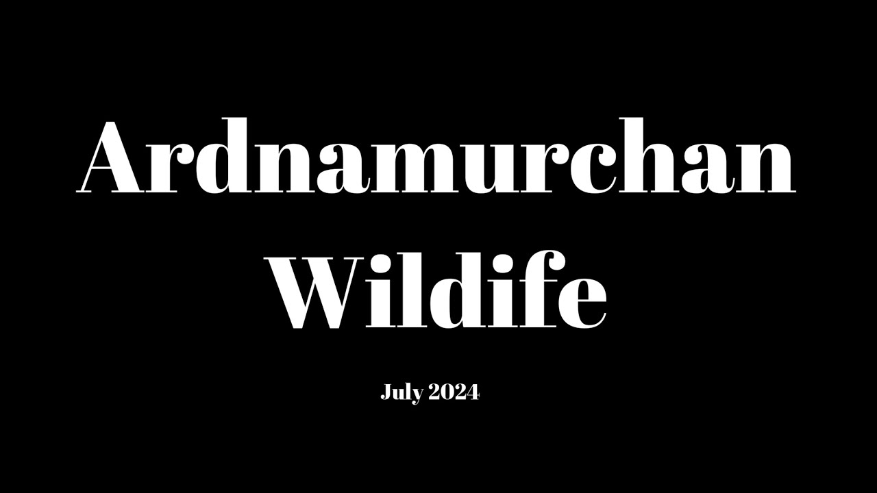 Ardnamurchan Wildlife