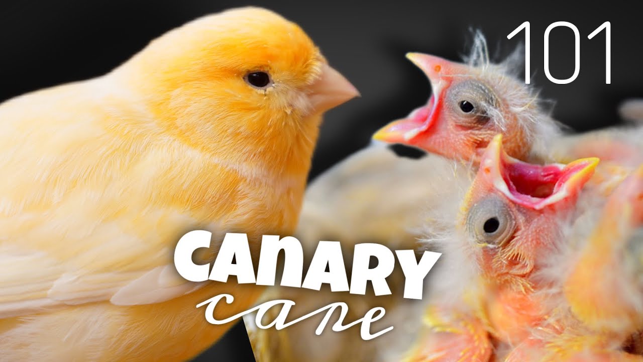 Ultimate Canary Care Guide 🐥 Everything You Need to Know!🐥