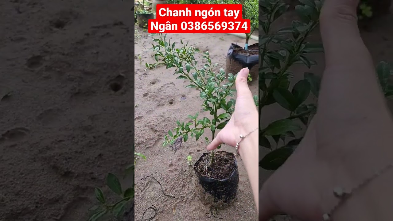 Chanh ng&oacute;n tay - C&acirc;y giống C&aacute;i Mơn, Chợ L&aacute;ch - Ngọc Ng&acirc;n Bến Tre 0386569374