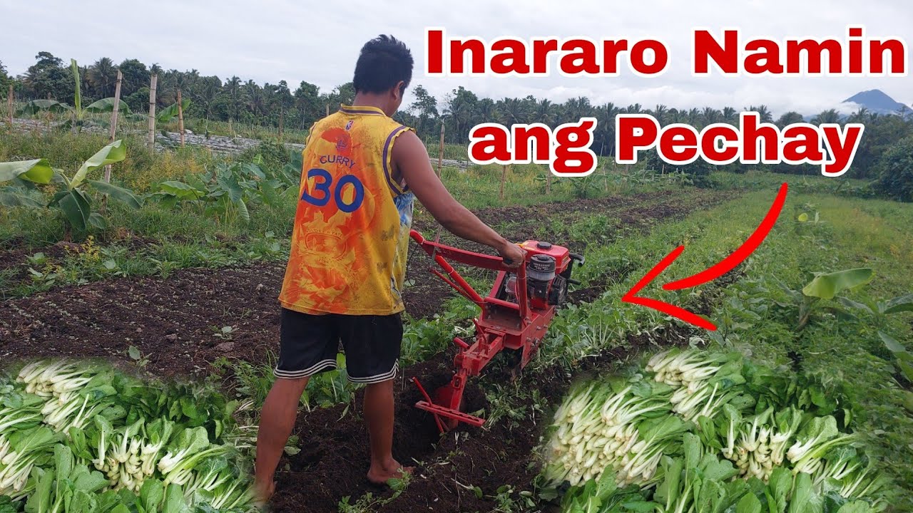 Pechay, Inararo nalang namin dahil mababa ang Presyo!