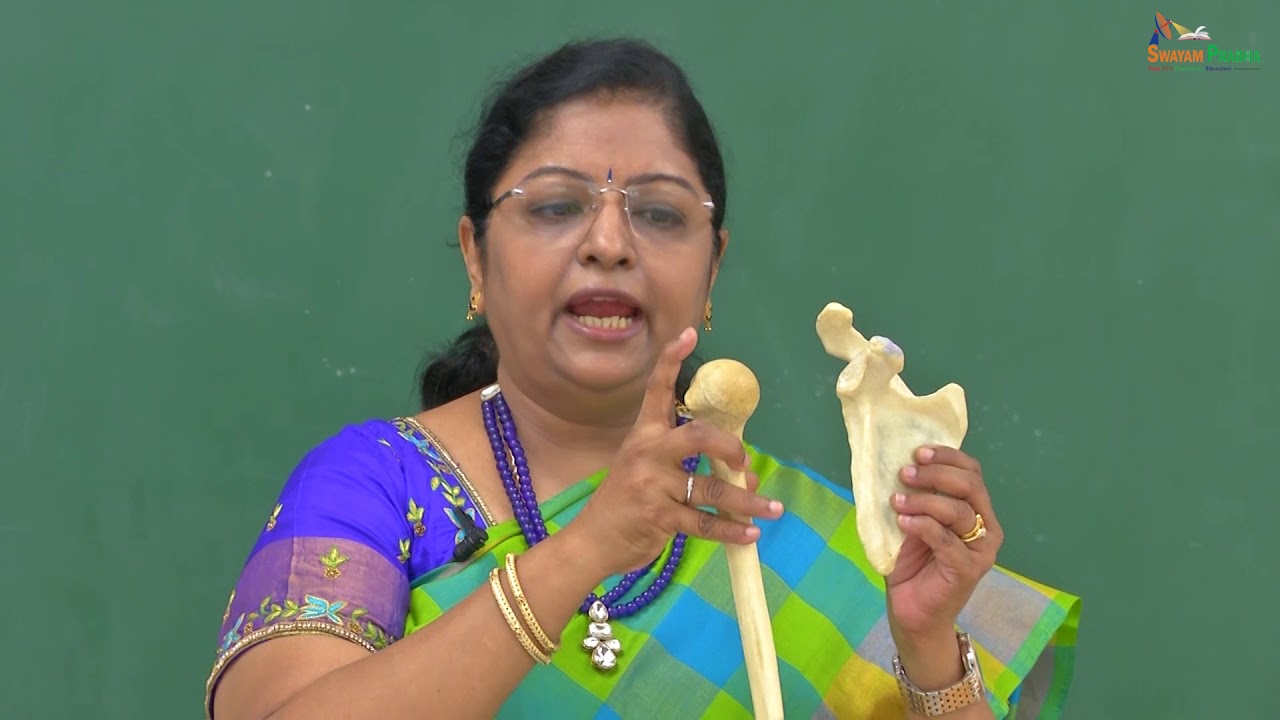 Shoulder joint