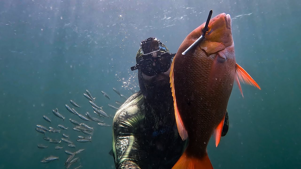 Shore Dive for Dinner - Spearfishing 🇹🇹 