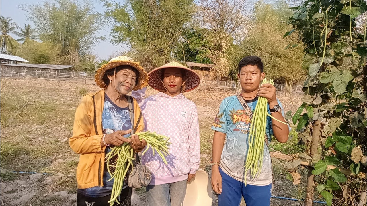 มาเก็บข้าโฟดกับพ่อเสี่ยวและสาวจ่อยแม้สอน