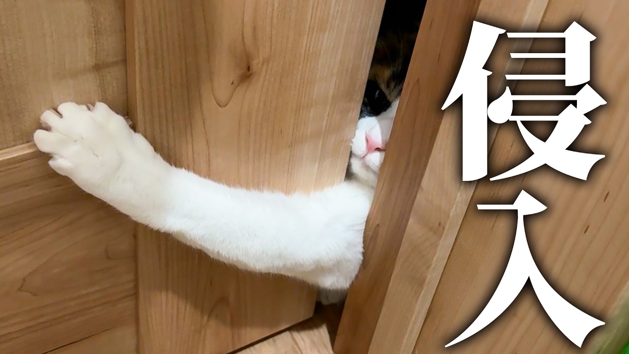 トイレにベルちゃんが強行突入してきました。