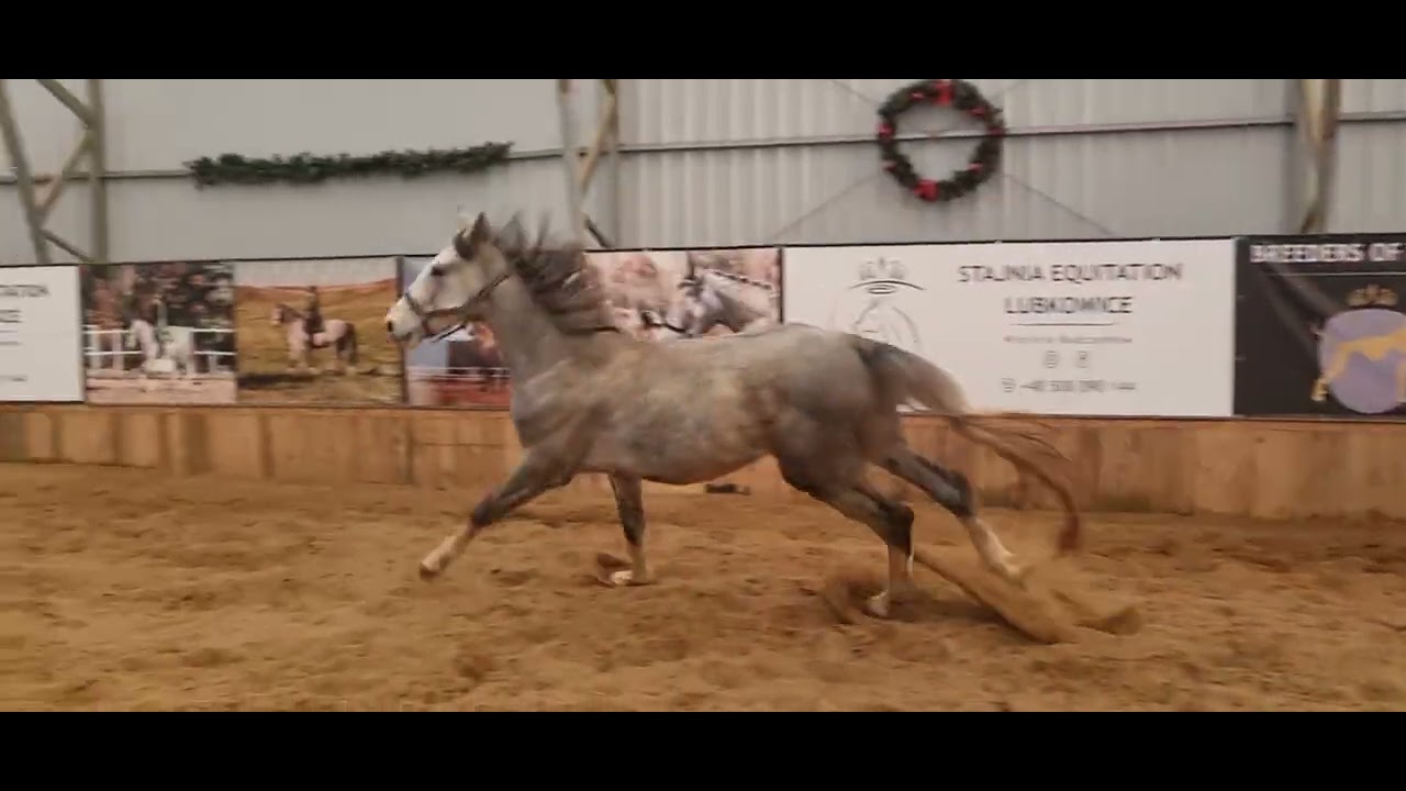 Renek i Feluś ogiery źrebaki szaleją #horse