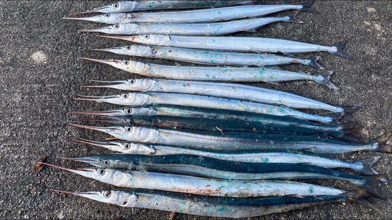 LIGHT FLOAT FISHING IN A HARBOR FOR GARFISH WITH GREAT RESULTS!!