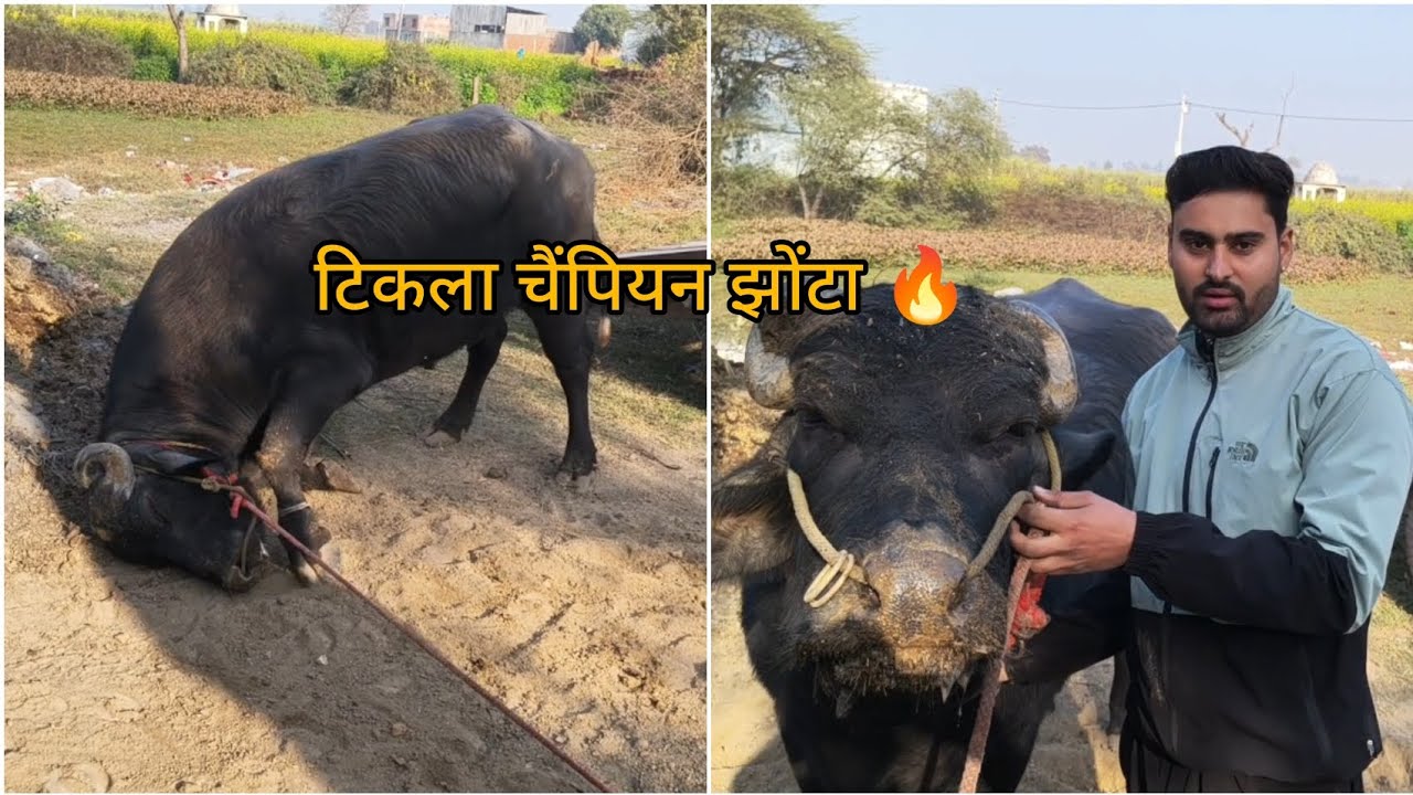 गढ़ गंगा की पट्टी का टिकला चैंपियन झोंटा सागर भाई जीमाना वाला 🔥  @KapilTomar_07 