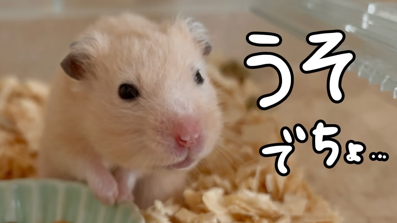 【7月】しんじたくないでち【キンクマ】#8
