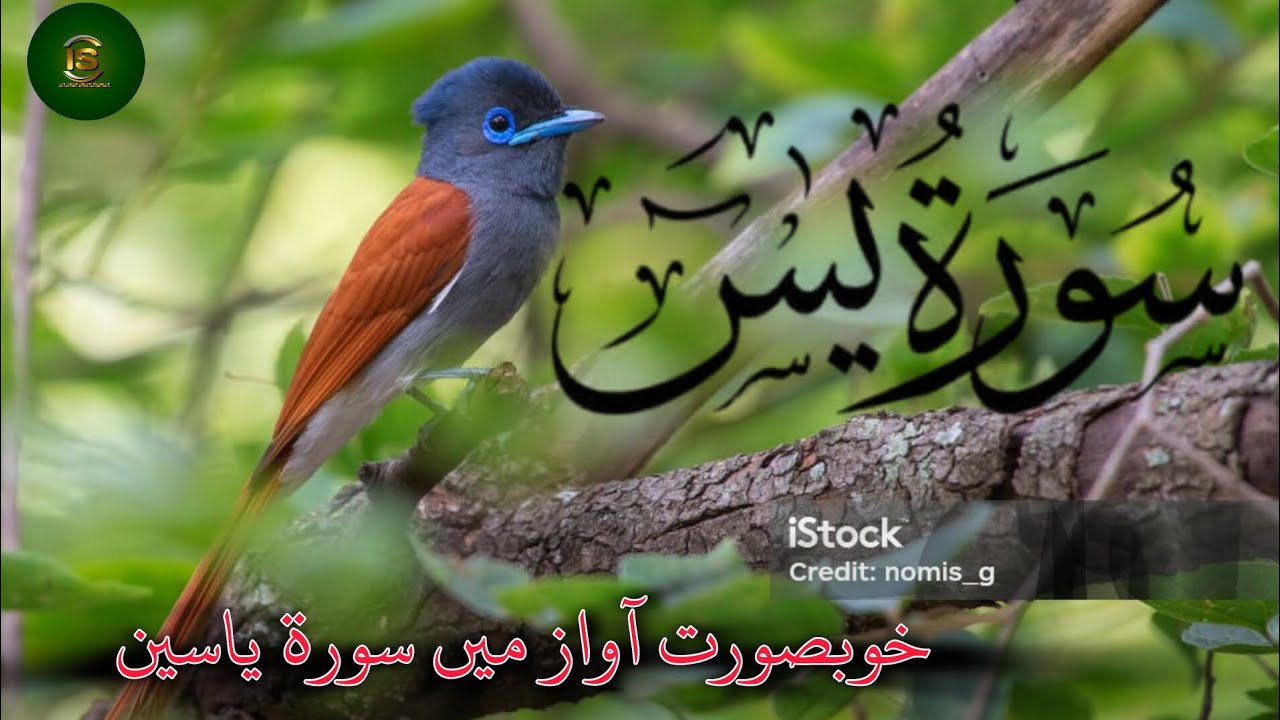 Part 13 || Surah Yasin with Beautiful Background سورۃ یاسین