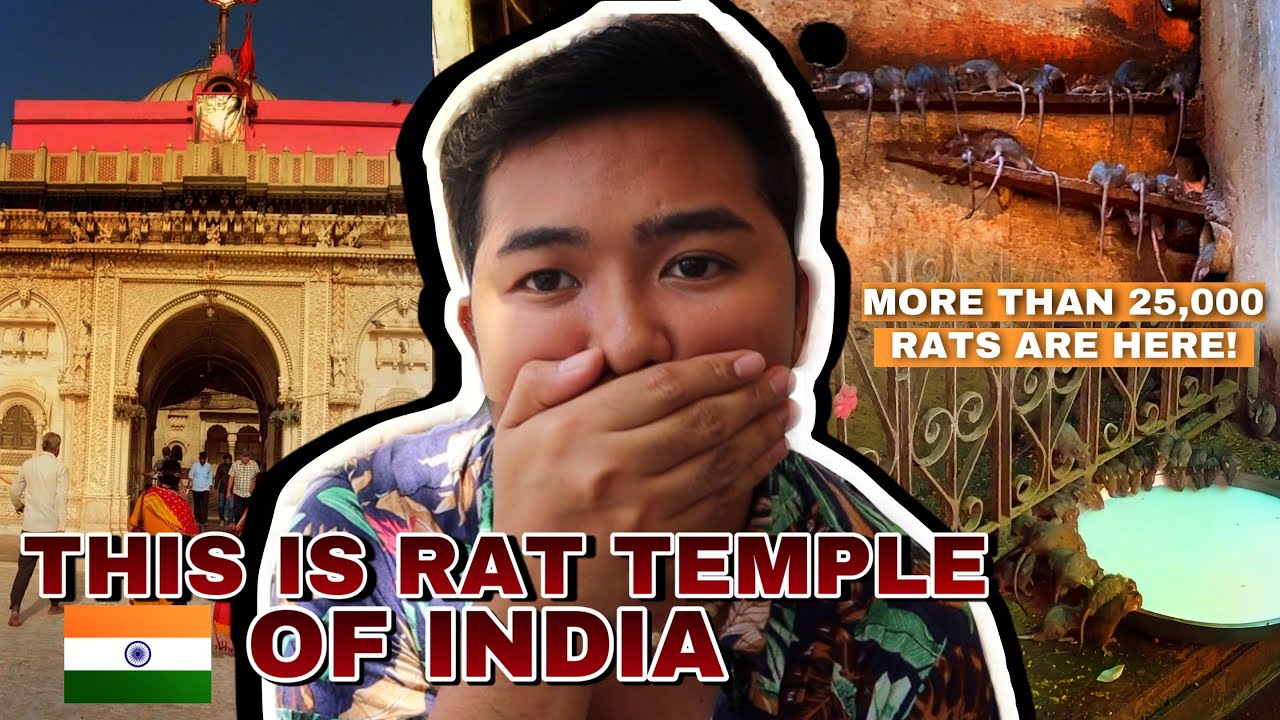 [ENG SUB] OMG MORE THAN 25,000 RATS ARE LIVING IN THIS TEMPLE IN INDIA 🇮🇳