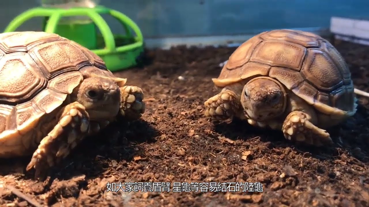 (陸龜主人必睇!!!) 教你選擇適合自己陸龜既底材 非洲系歐洲系陸龜會用唔同底材? 大龜同幼龜用既底材又有咩分別?