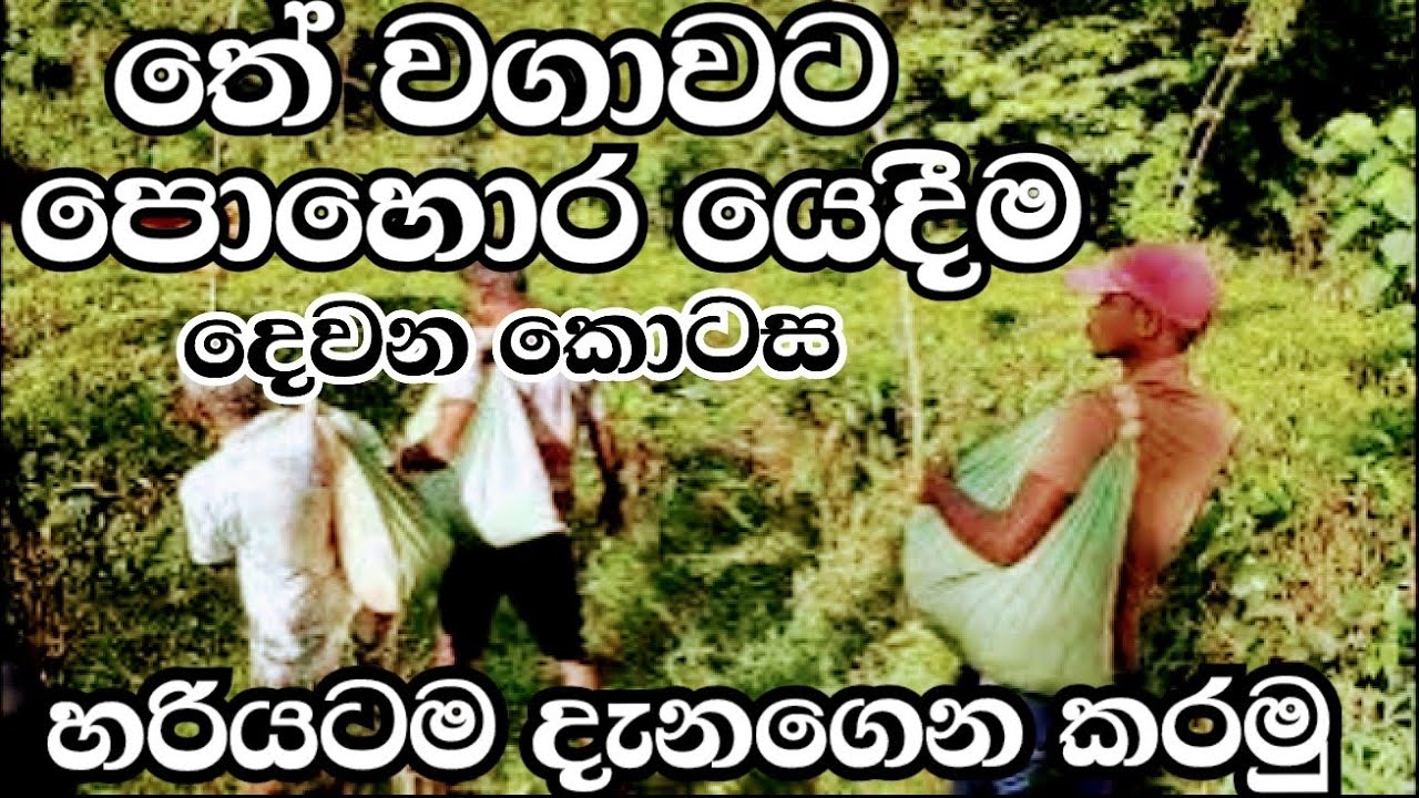 තේ වගාවට පොහොර යෙදීම Part 2