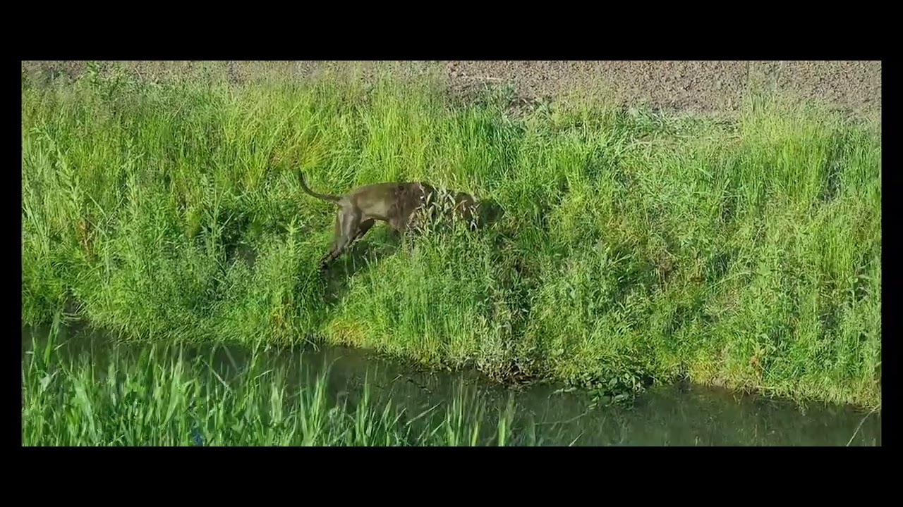 Duitse Staande Korthaar | Heb jij het in je om te wachten?
