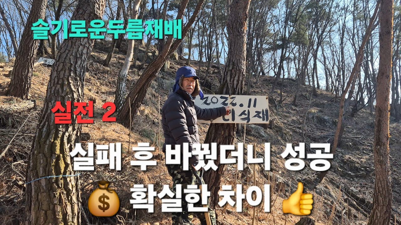 💰 돈 안 들이고 두릅 키운다. ⛰️ 두릅재배 가성비 끝판왕