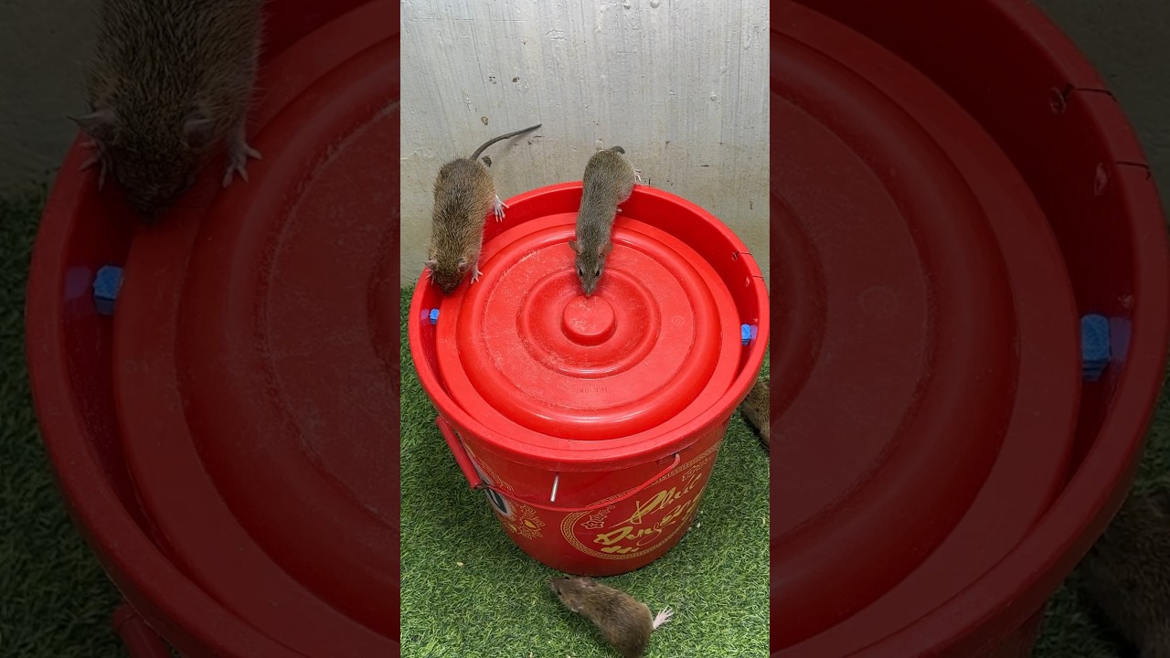 Good rat trap at home from plastic bucket/bucket best trap #mousetrap #mouse #rat #rattrap