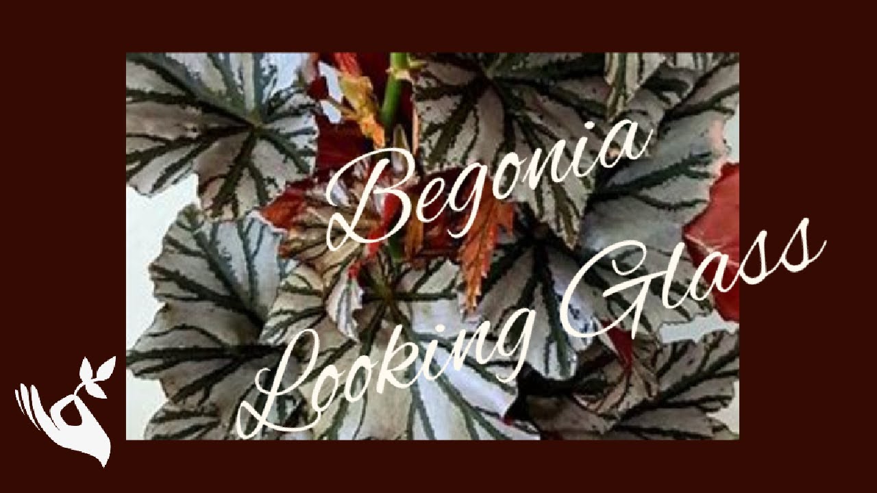 Begonia Looking Glass Care & Repot