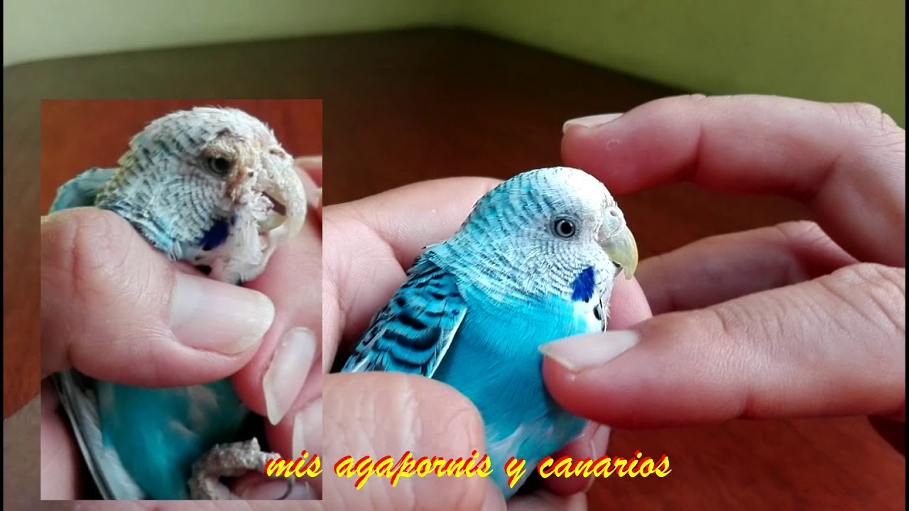 Aves exoticas (periquitos, agapornis, canarios) y los acaros (consejos y que usar) parte 2