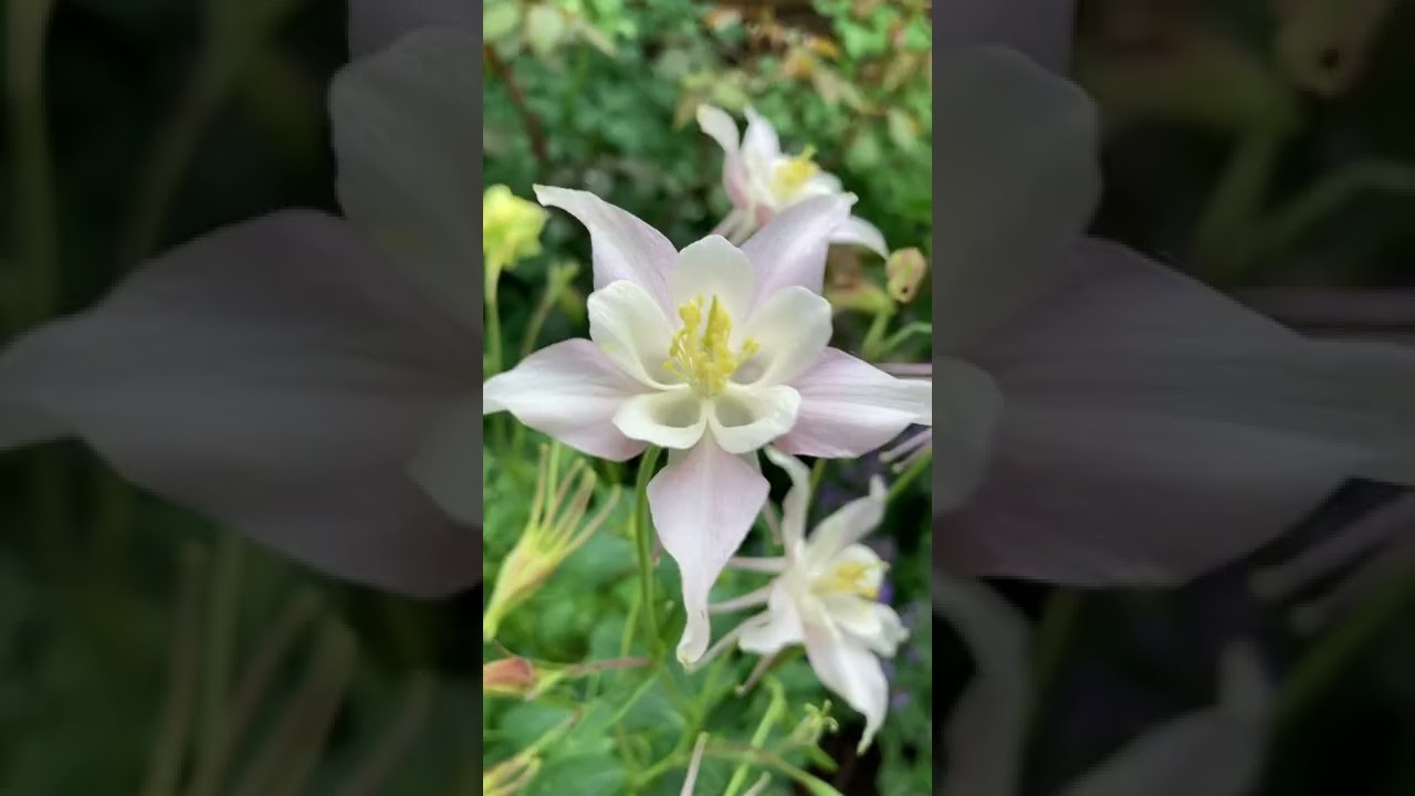 Mrs. Scott Elliott (Yellow/Violet) Mix Columbines - Illinois Zone 5 Garden 