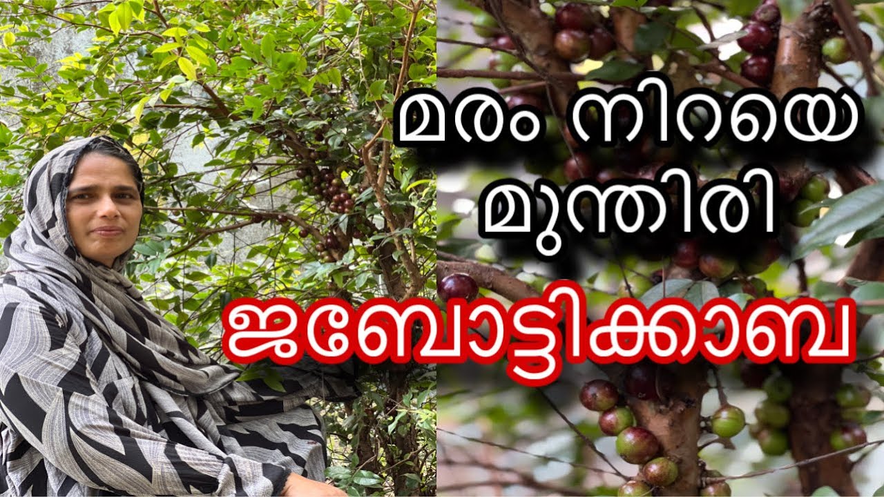 മരം നിറയെ മുന്തിരി | ജബോട്ടിക്കാബ | Jaboticaba Fruit Farming | മര മുന്തിരി | Brazilian Grape Tree