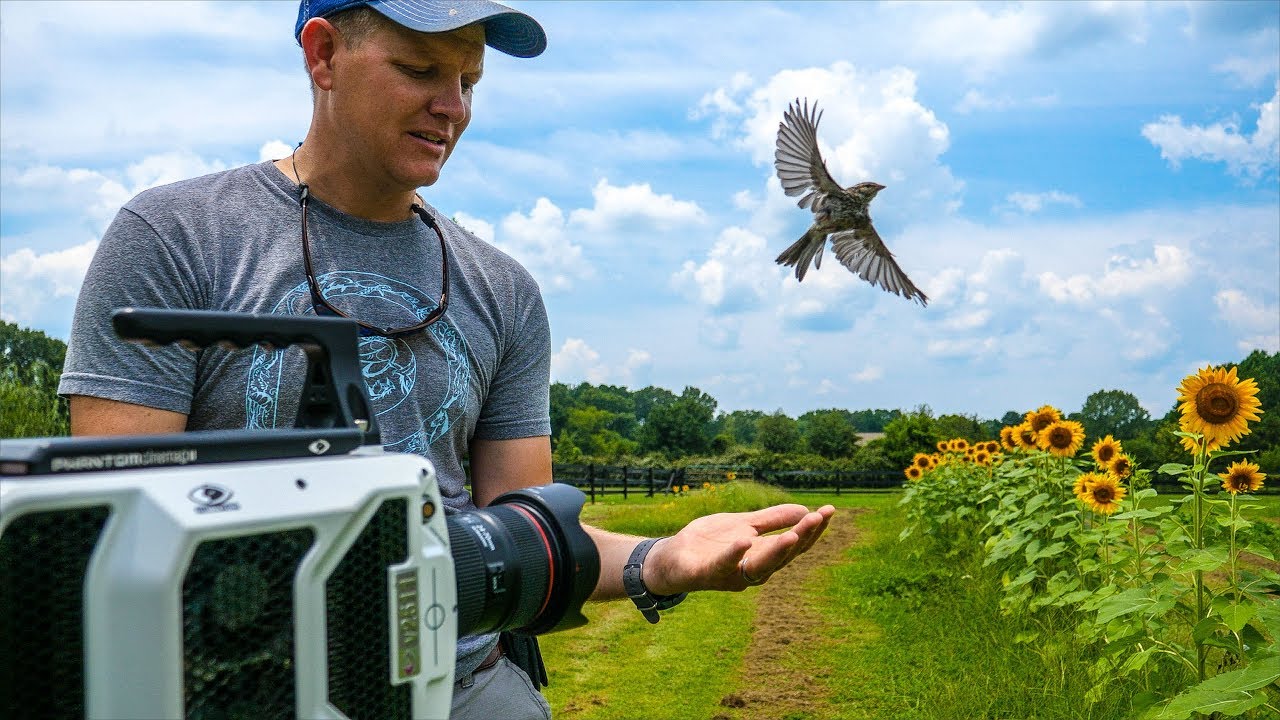 Bird Taking Off at 20,000 fps (213 milliseconds) - Smarter Every Day 197