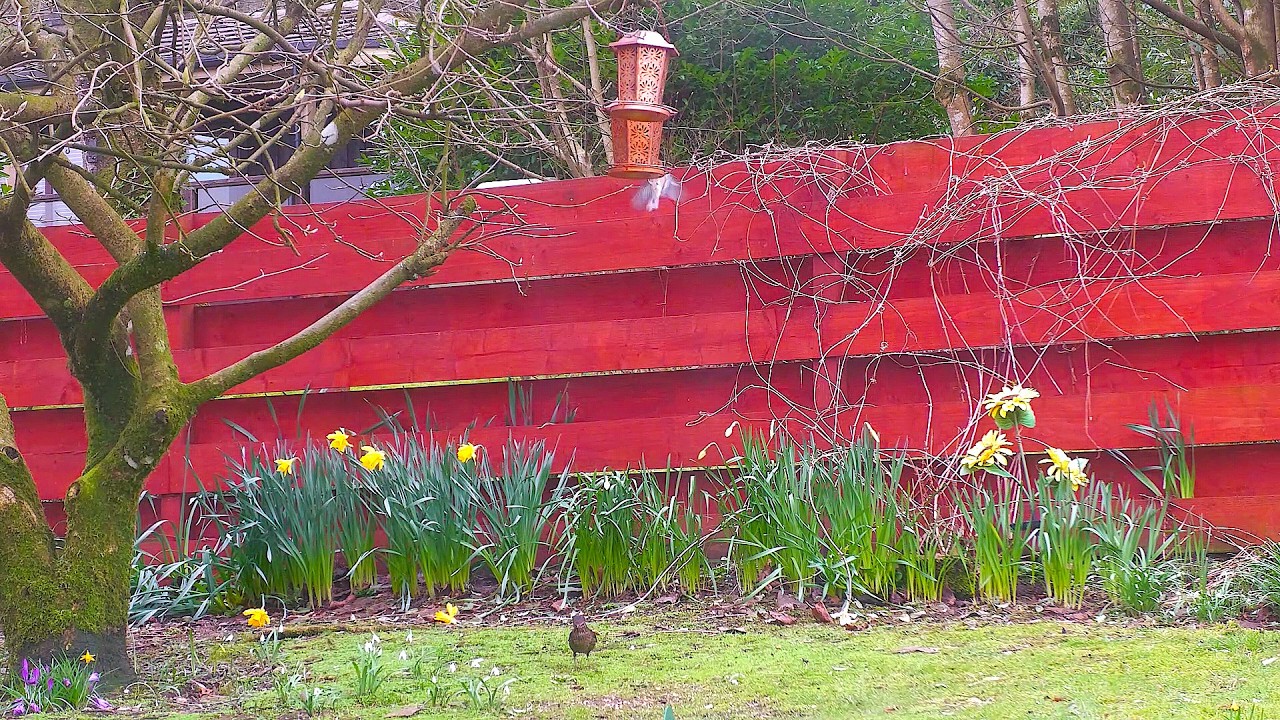 🦅Sights and sounds of wildlife Dunoon.🐿️​