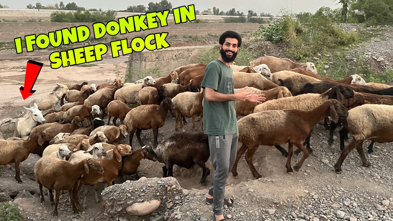 I Found Donkey In Sheep Flock 🫏 