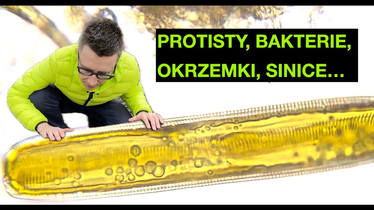 Protisty, bakterie, sinice, okrzemki [MIKROORGANIZMY POLSKICH RZEK ORAZ JEZIOR]