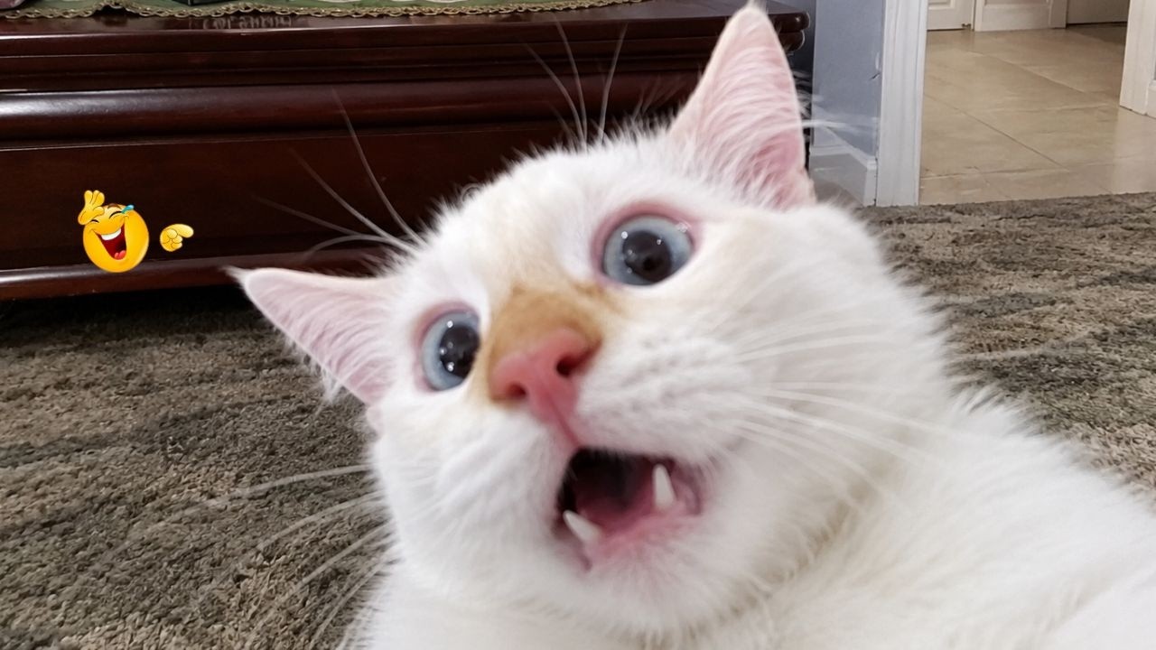 Best Cat Videos 🐈 | The Funniest Cat Moments You Need to See Today 🤣😹