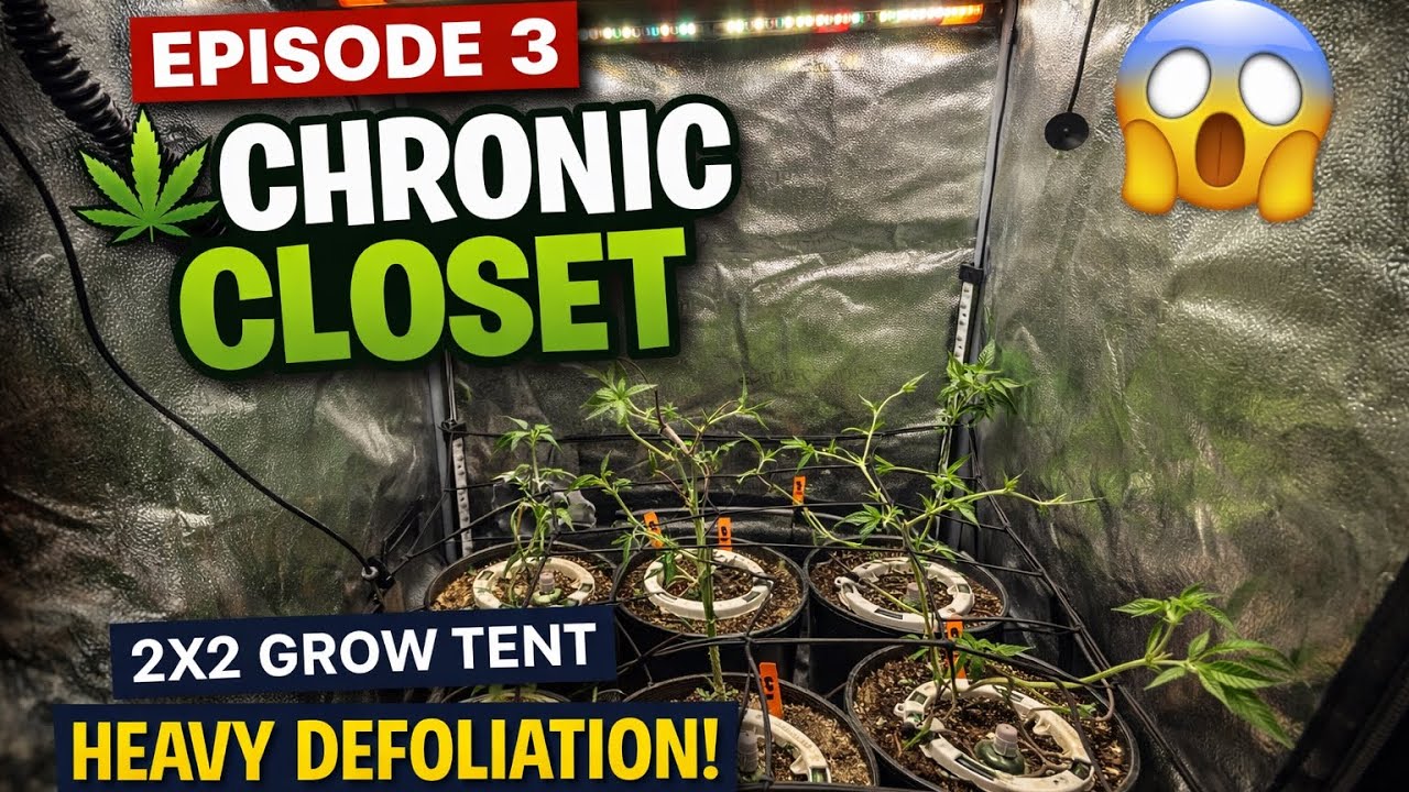 I Stripped My 2x2 Bare… Will Yields Explode? | Chronic Closet Ep.3
