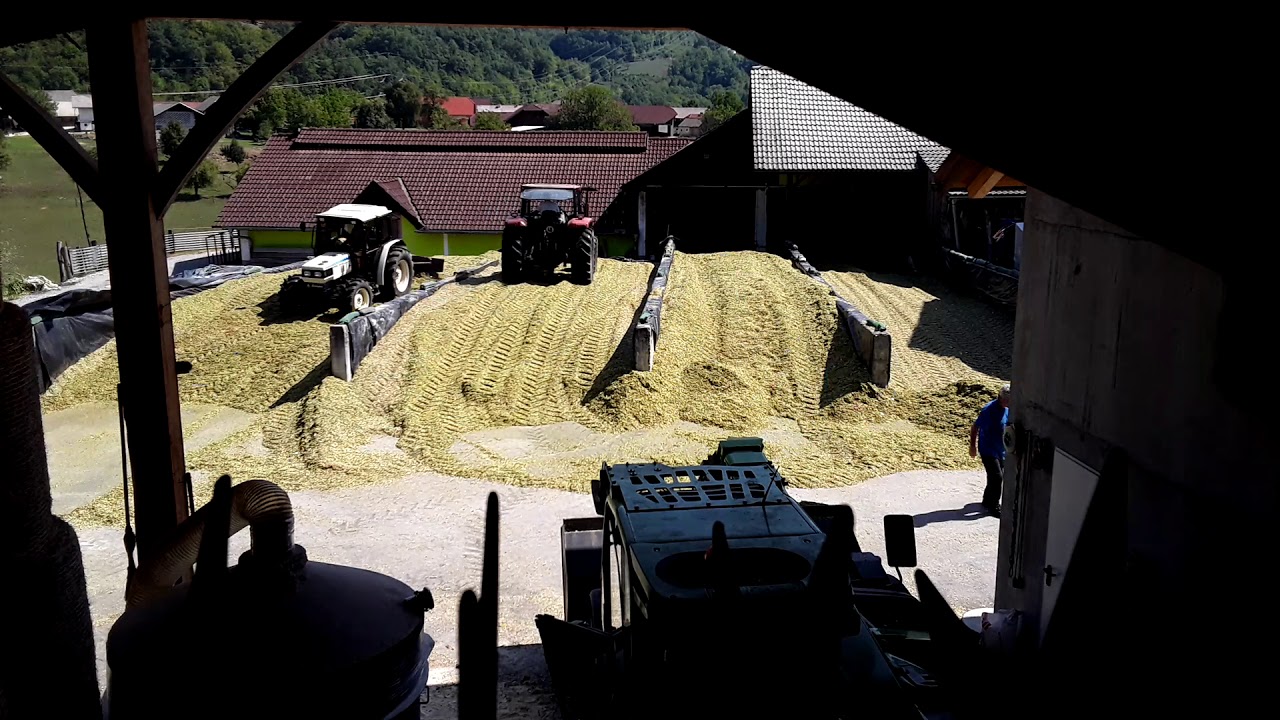 Corn silage/silaža koruze 08.2017 2/2 timelapse