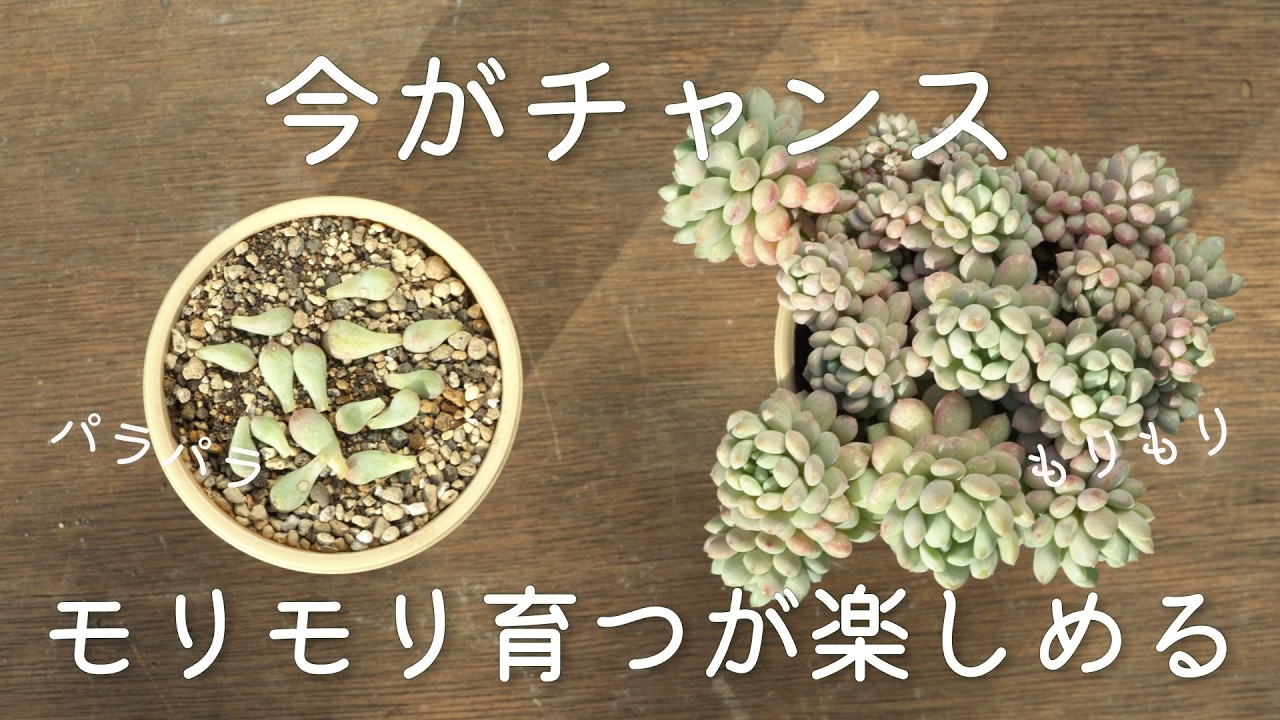 ＃649【春なら簡単】めちゃくちゃ楽しいのです。