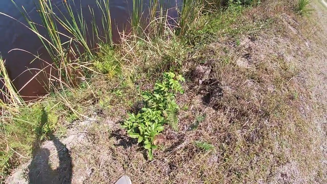 Fishing Untouched Waters in Palm Bay FL! I Think I Found a New HoneyHole!