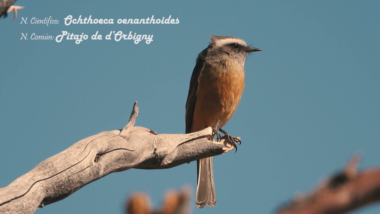 Aves frecuentes en los bosques de queñoa (Polylepis) de la región Tacna