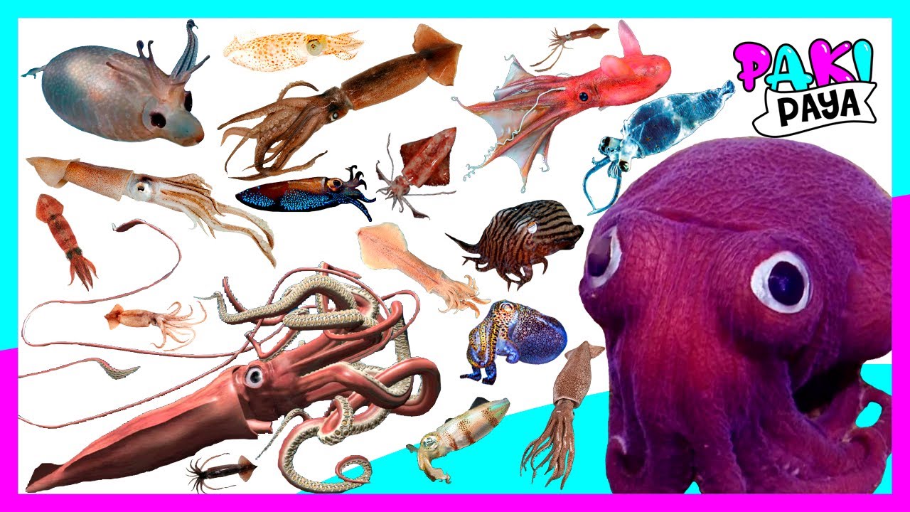 ¡ESPECIES O TIPOS DE CALAMARES! 🦑 SQUID / 乌贼 / Кальмар / 오징어 / animales marinos. sea animals