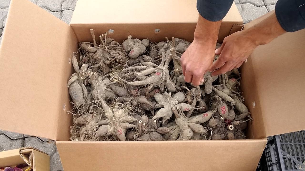 Packing dahlia tubers in a cardboard box