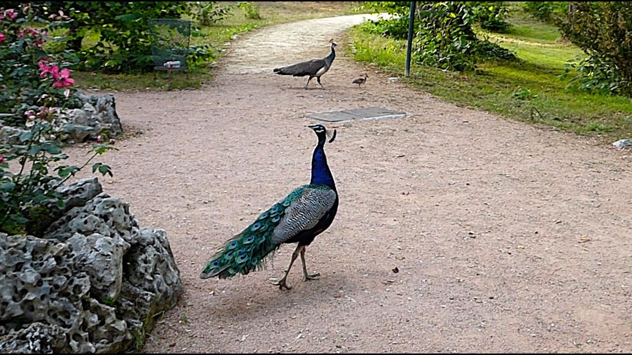 Peacock Family: Male, Female & Baby Bird