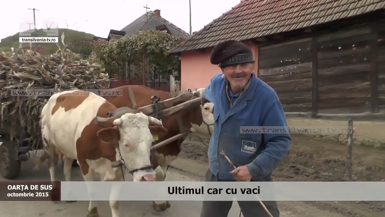 Ultimul car cu vaci