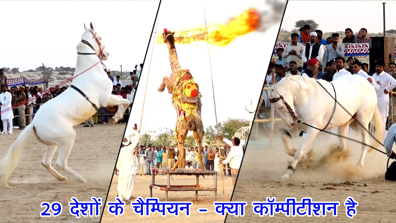 ऊंट और दो सफेद घोड़े का डांस कॉम्पिटिशन // Camel Dance & Horse Dance // KDH