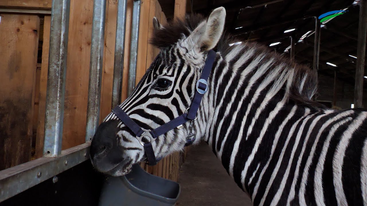 Ihlow: Ein Zebra in Ostfriesland