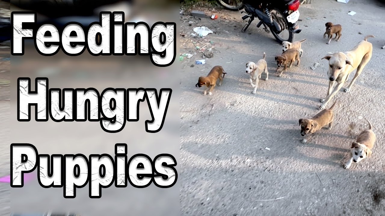 feeding eleven hungry puppies | they are waiting little mama to give milk