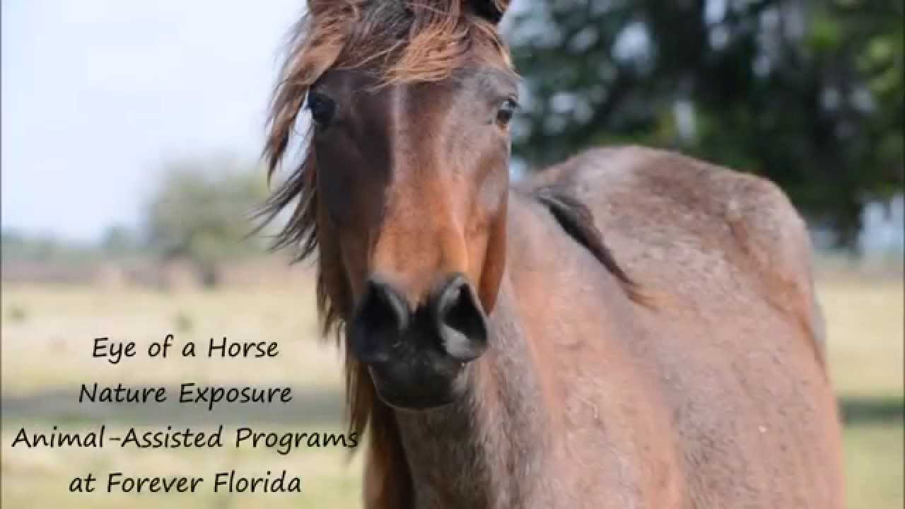 Lead a Horse to Water & Make Him Drink