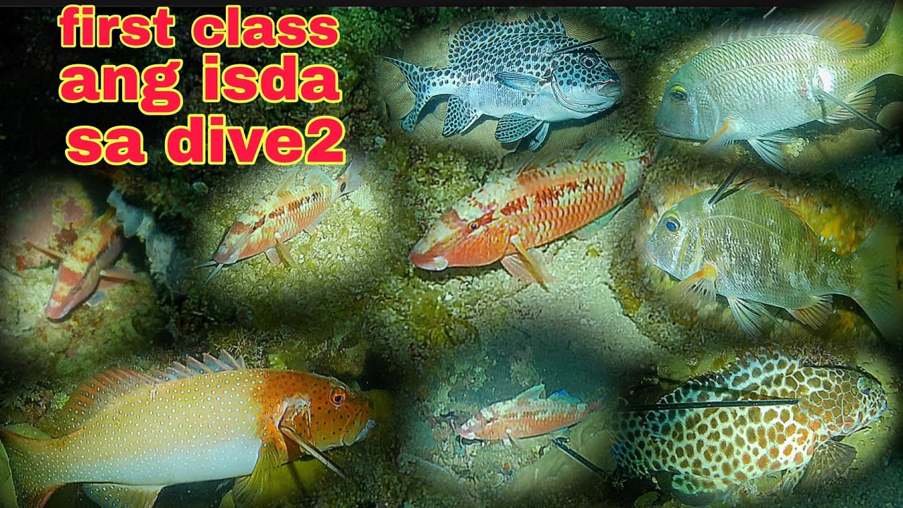 ep400 Dive2 first class ang mga isda nakabawi rin