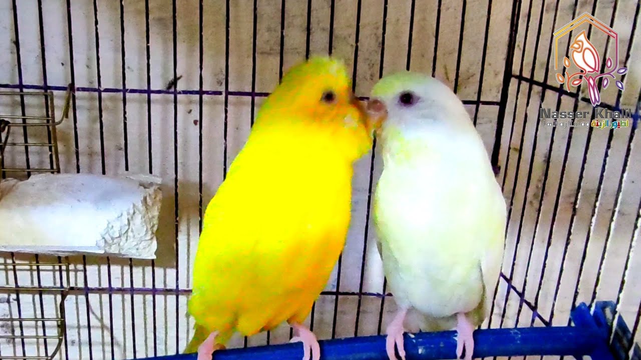 لتزاوج وإنتاج طيور البادجي بطريقة سهلة وصحيحة ومضمونة (عملي) budgie#