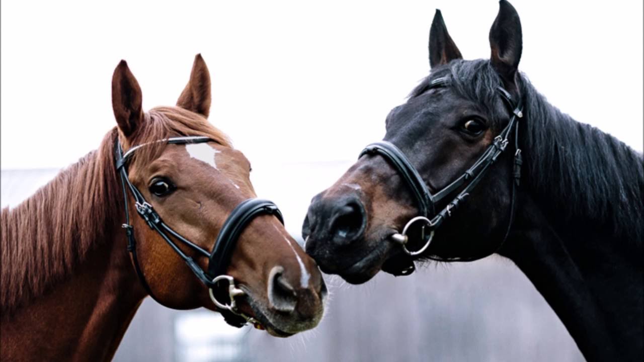 Présentation de la méthode 2C2A Concept Equestre par Julie Lavergne